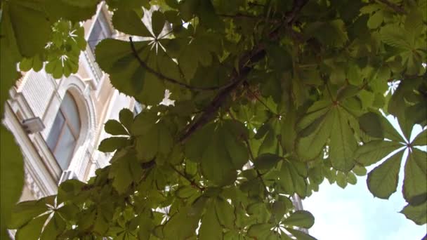 Озил Прогуливается Летнему Городу Выходящие Зеленых Листьев Каштана Вид Старые — стоковое видео