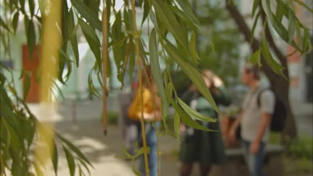 Grupa Młodych Ludzi Rozmawia Parku Zdezorientowanym Pierwszym Planie Gałęzie Wierzby — Wideo stockowe