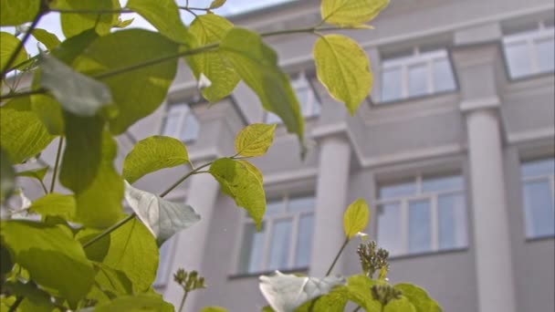 Educational Institution Columns Foreground Green Lilac Branches University Waiting Applicants — Stock Video