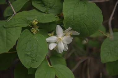 Bahçedeki dalların arasındaki son yasemin çiçekleri. Seçici Odaklanma Çiçeği