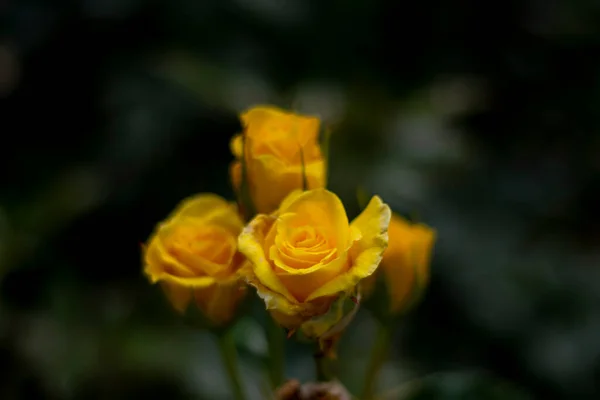 Świeże Żółte Róże Wiosną Kwiat Separacji Tęsknoty Kwitnienie Selektywne — Zdjęcie stockowe