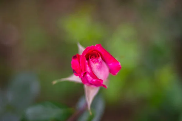 Świeże Różowe Róże Wiosną Kwiat Miłości Niewinności Kwitnienie Selektywne — Zdjęcie stockowe