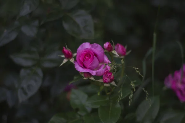 Färska Rosa Rosor Våren Kärlekens Och Oskuldens Blomma Selektiv Fokusblomning — Stockfoto