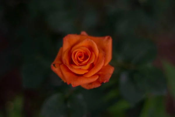 Fresh Orange Roses Spring Flower Friendship Bounding Selective Focus Bloom — Stock Photo, Image