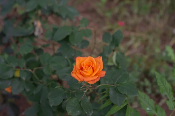 Świeże Pomarańczowe Róże Wiosną Kwiat Przyjaźni Więzi Kwitnienie Selektywne — Zdjęcie stockowe