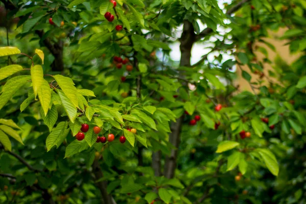 春枝上未成熟的樱桃 略带红色 选择性焦点樱桃 — 图库照片
