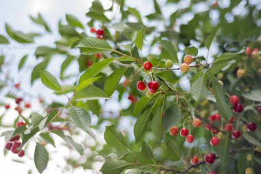 Bahar dalında olgunlaşmamış kirazlar. Sarı ve kırmızıya boyanmış. Seçici Odaklı Kiraz