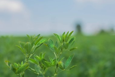 Antalya tarafına giden bir tarla. Seçici Odaklanma