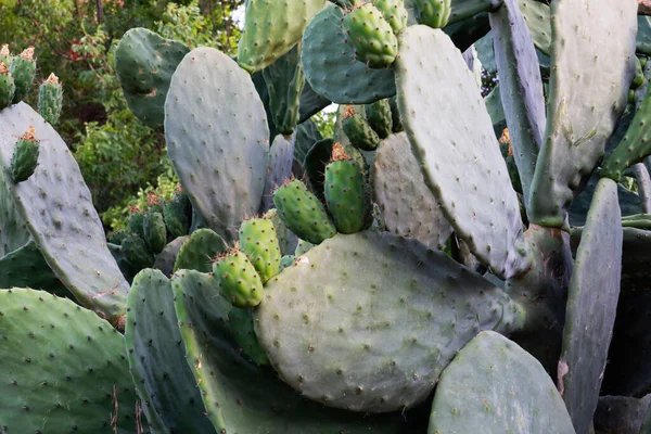 Opuntia Allgemein Als Kaktusfeige Bezeichnet Ist Eine Pflanzengattung Aus Der — Stockfoto