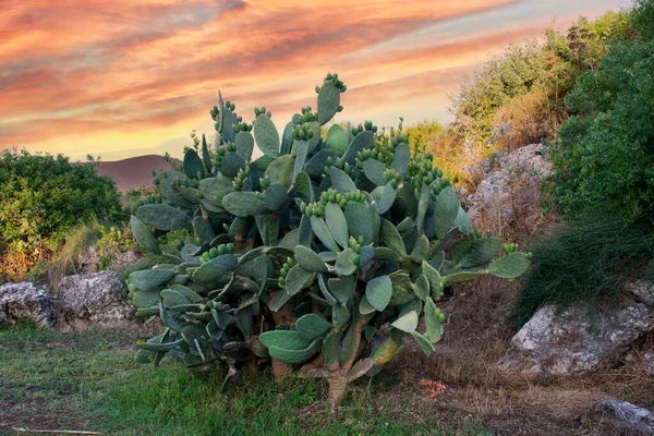 Opuntia Allgemein Als Kaktusfeige Bezeichnet Ist Eine Pflanzengattung Aus Der — Stockfoto