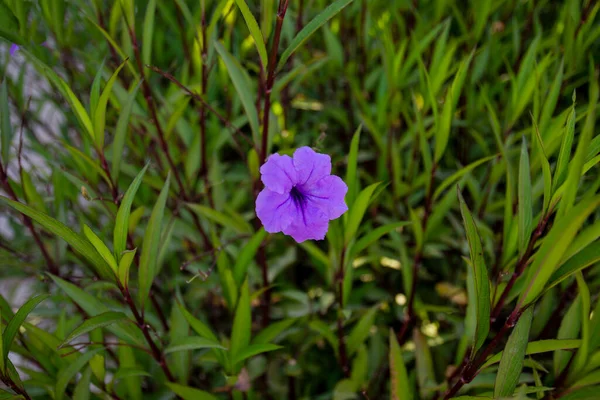 Ruellia Simplex Uma Espécie Angiospérmica Família Acanthaceae Foco Seletivo — Fotografia de Stock