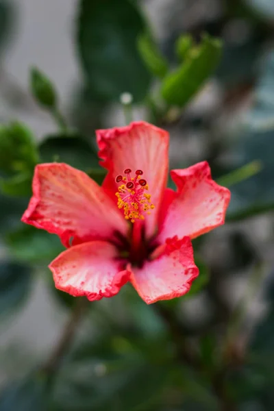 Hibiscus Rosa Sinensis Conhecido Coloquialmente Como Hibisco Chinês Rosa China — Fotografia de Stock