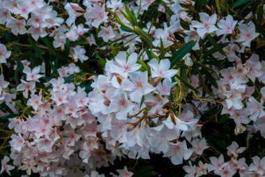 En yaygın olarak zakkum ya da neryum olarak bilinen ağaç, dünya çapında ılıman ve subtropikal alanlarda bir süs ve peyzaj bitkisi olarak yetiştirilmiş bir çalılıktır. Seçici Odaklanma