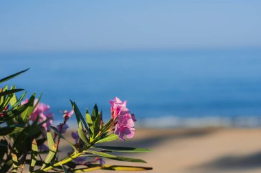 En yaygın olarak zakkum ya da neryum olarak bilinen ağaç, dünya çapında ılıman ve subtropikal alanlarda bir süs ve peyzaj bitkisi olarak yetiştirilmiş bir çalılıktır. Seçici Odaklama Pembe Çiçekleri. 