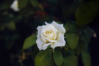 Bahçedeki beyaz güller. Seçici Odaklanma Çiçekleri