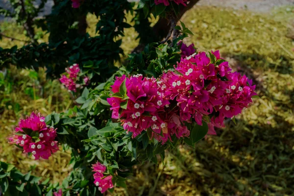Ogród Roślin Różowymi Białymi Kwiatami Bougainvillea Spectabilis Skupienie Selektywne Bez — Zdjęcie stockowe