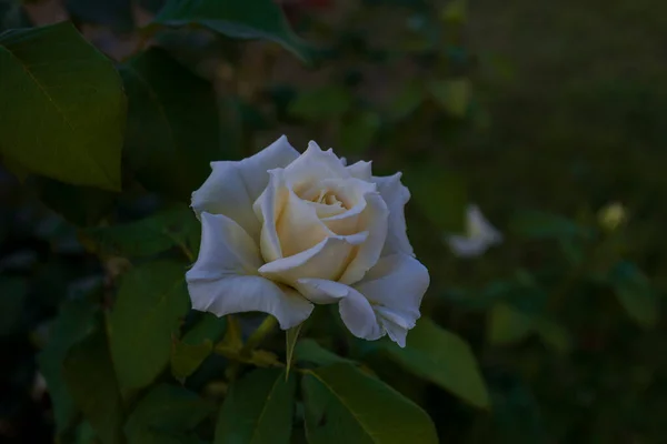 Rosas Blancas Jardín Flores Enfoque Selectivo —  Fotos de Stock