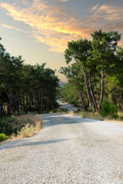 Yazın güneşli kır yolu, akşamları devrilmiş ağaçların gölgeleri.