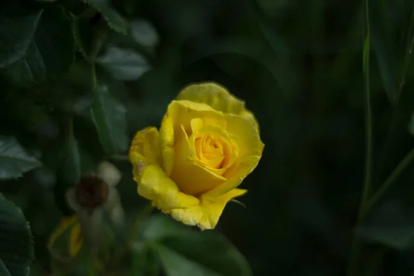 Świeże Żółte Róże Wiosną Kwiat Separacji Tęsknoty Kwitnienie Selektywne — Zdjęcie stockowe