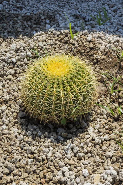Big Cactus Selective Focus Close Top View Shot Golden Barrel — Stockfoto