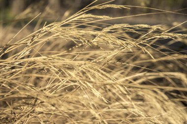 A field of wheat. Golden wheat field and sunny day. Selective focus wheat branches.