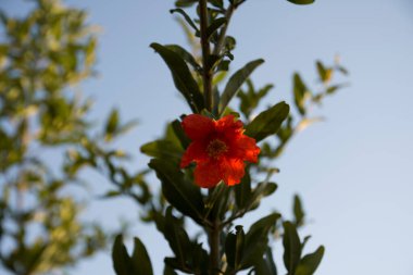 Blooming pomegranate tree, selective focus pomegranate flower.