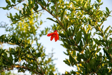 Blooming pomegranate tree, selective focus pomegranate flower.