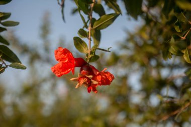 Blooming pomegranate tree, selective focus pomegranate flower.