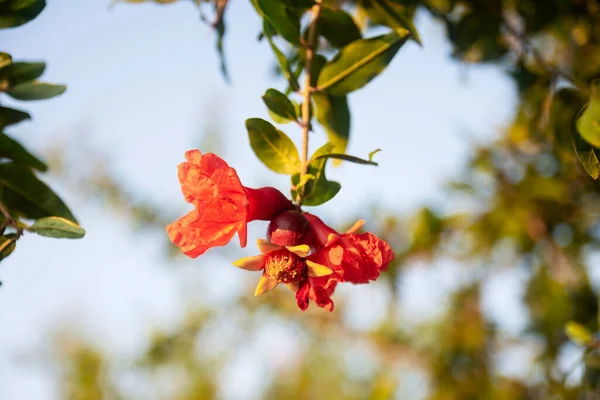 Blooming Pomegranate Tree Selective Focus Pomegranate Flower — Zdjęcie stockowe