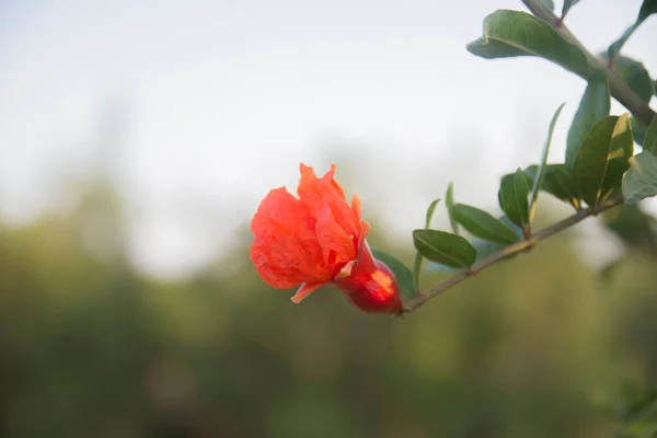 Blooming Pomegranate Tree Selective Focus Pomegranate Flower — Zdjęcie stockowe