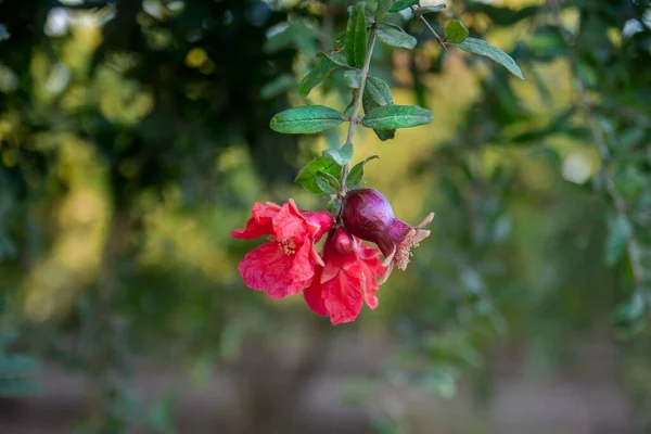 Blooming Pomegranate Tree Selective Focus Pomegranate Flower — Stockfoto