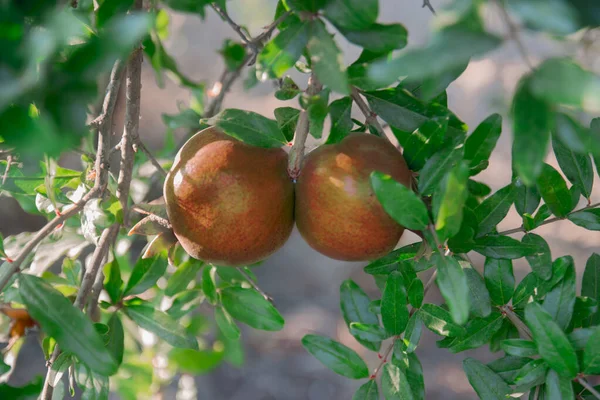 Ripe Fruits Pomegranate Tree Closeup Hanging Branches Selective Focus Pomegranate — Stock fotografie