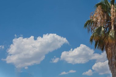 Yaz, mavi gökyüzü ve yeşil yaprakların arkasında beyaz bulutlar