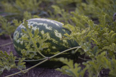 Sahada karpuz, yakın çekim, seçici odaklı karpuz. Kapat..