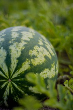 Sahada karpuz, yakın çekim, seçici odaklı karpuz. Kapat..