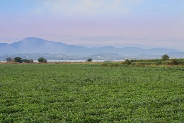 Fıstık tarlaları, fıstık tarlasında genç bitkiler. Seçici odak noktasında, fidanlıkta çiçek açan fıstık bitkileri.
