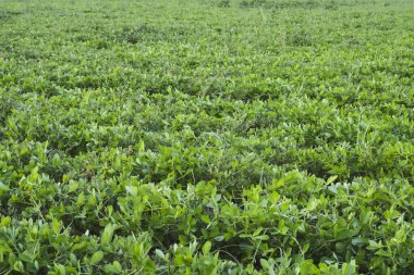 Fıstık tarlaları, fıstık tarlasında genç bitkiler. Seçici odak noktasında, fidanlıkta çiçek açan fıstık bitkileri.