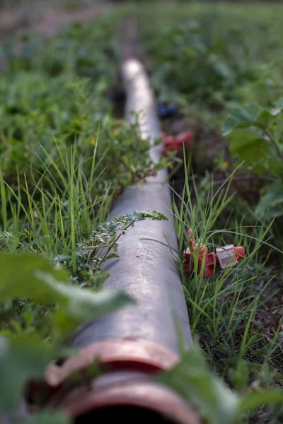 Tubo Irrigazione Plastica Irrigazione Goccia Focus Selettivo Vista Frontale — Foto Stock