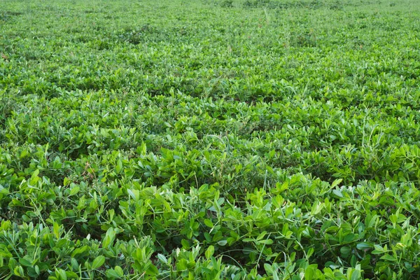 Fıstık tarlaları, fıstık tarlasında genç bitkiler. Seçici odak noktasında, fidanlıkta çiçek açan fıstık bitkileri.