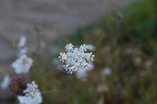 Zdjęcie Dzikiego Kwiatu Marchewki Daucus Carota Kwiaty Marchewki Białe Kwiaty — Zdjęcie stockowe