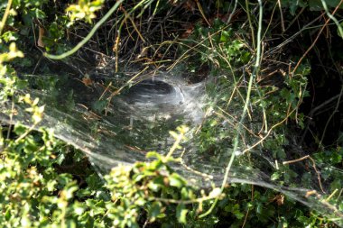 Çalılıklardaki karmaşık örümcek ağı. Seçici Odaklanma