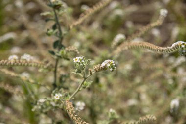 Bir bal arısı, parlak bir sabah güneşinde, bir heliotrope çiçeğine izole edilmiş, seçici odak arısı.