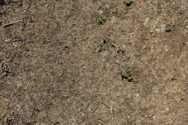 Kurumuş ot ve sert toprak. Kurak bir yaz gününde patika