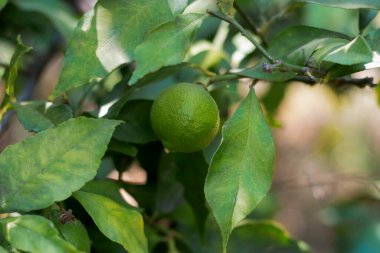 meyve bahçelerinde yetişen portakal tohumları. Olgunlaşmamış meyve. seçici Odaklanma
