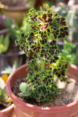 Güzel yapraklı koleus bitkisi. Seçici Odaklanma.