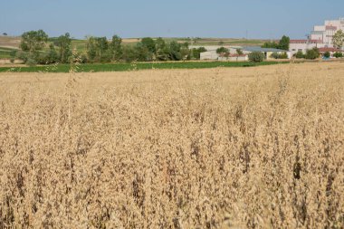 Arpa tarlası ve kurumuş arpa kulakları. Seçici Odak.