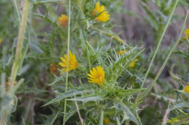 Benedikt bitkisi, Knicus, Benedictus önemli bir şifalı bitki ve portakal çiçekleri ile zehirli bir bitkidir..