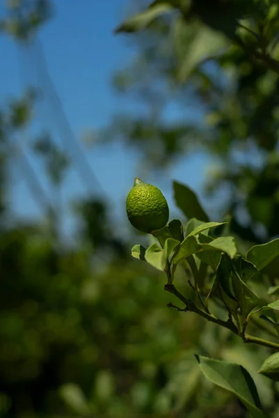 果樹園での植え付けのために栽培されたレモンの木の苗と枝にまだ熟していない果物 選択的フォーカス — ストック写真