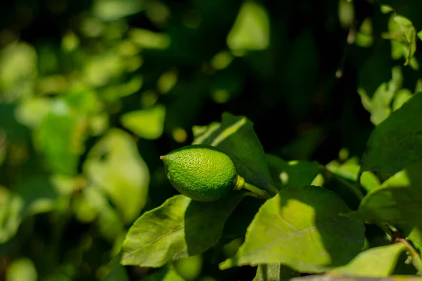Саженцы Лимонных Деревьев Выращенные Посадки Садах Незрелые Плоды Ветвях Селективный — стоковое фото