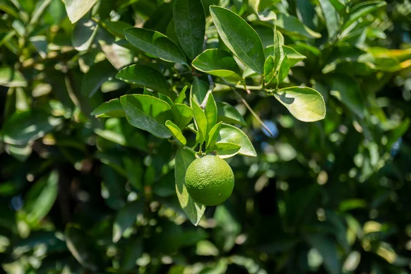 Plántulas Naranja Cultivadas Para Plantar Huertos Fruta Jugosa Madura Enfoque —  Fotos de Stock